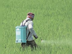 India achieved its highest-ever monthly production of phosphatic and potassic fertilizers in January 2026